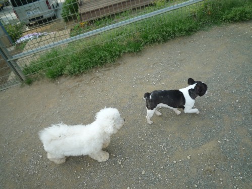 横浜山口ドッグスクール日記　～life with dog～